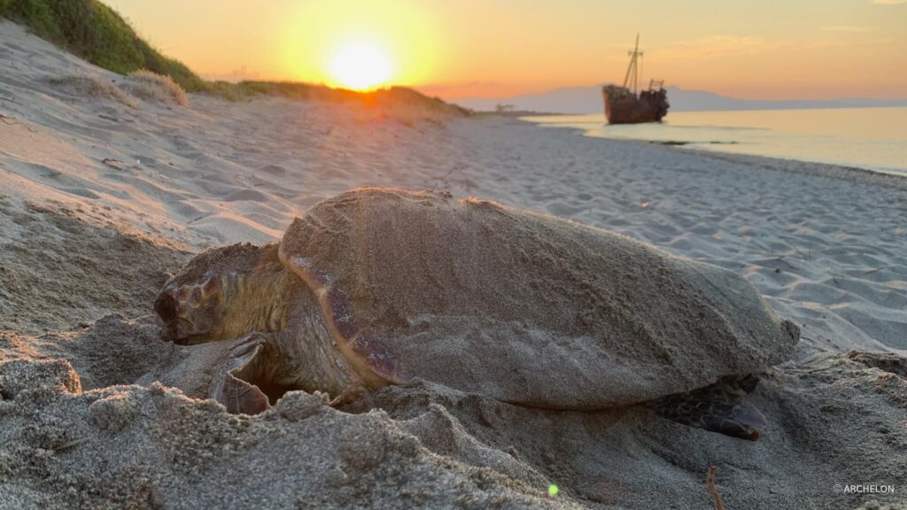 RAPID ASSESSMENT OF THE OF THE CONSERVATION STATUS OF SEA TURTLE NESTING SITES IN GREECE