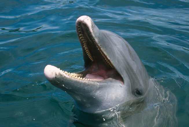 Common bottlenose dolphin