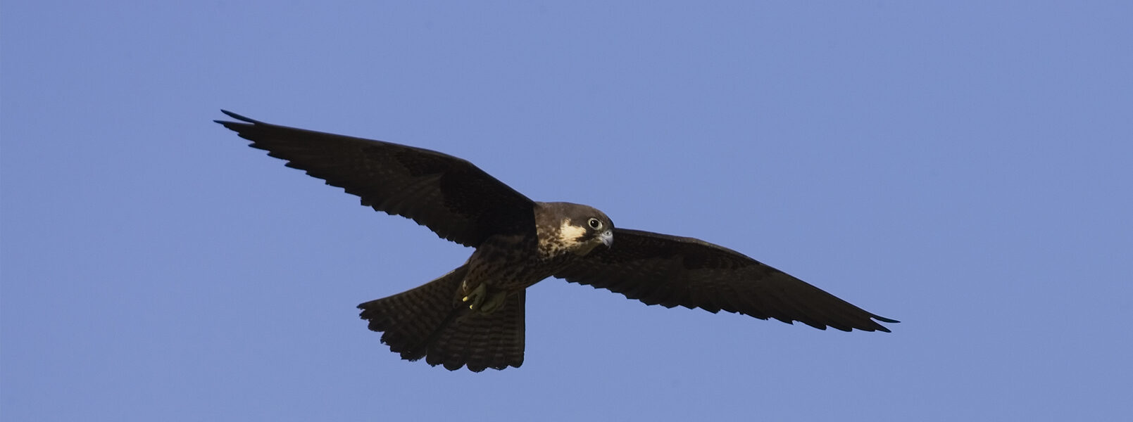 SAFEGUARDING ELEONORA’S FALCONS IN GREECE