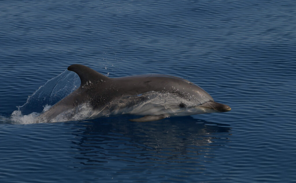 Common Dolphin