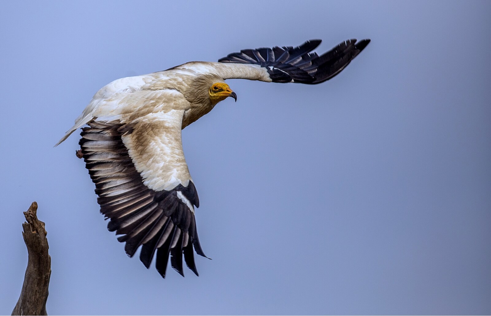 SECURING THE FUTURE OF VULTURES IN THRACE