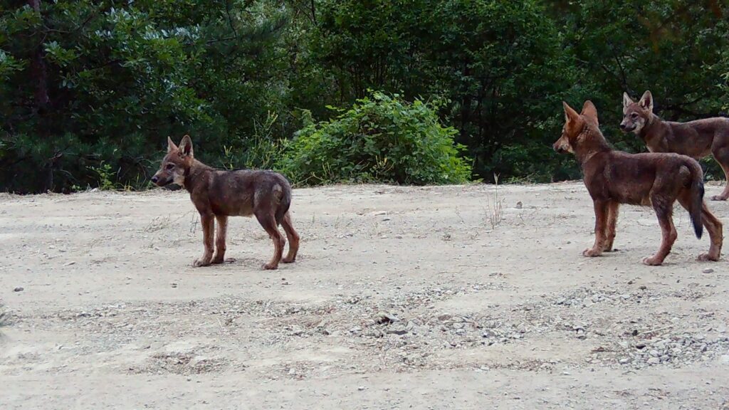 LARGE CARNIVORES PROJECT: ACTIVITIES SUPPORTING THE CONSERVATION OF LARGE CARNIVORES AND THEIR COEXISTENCE WITH HUMANS IN GREECE