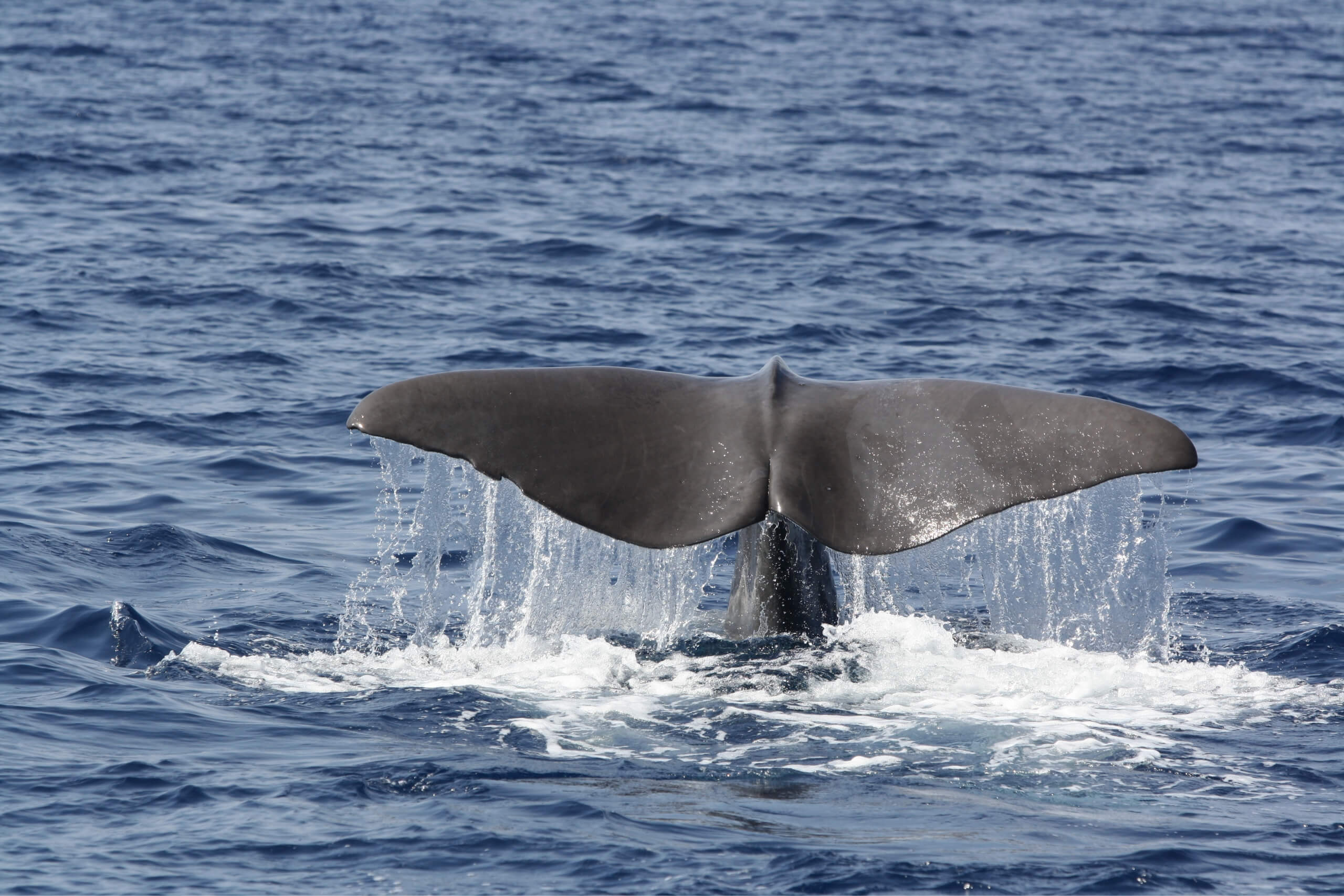 STRENGTHENING CETACEAN RESEARCH AND CONSERVATION IN THE HELLENIC TRENCH WITH THE BLUE PANDA VESSEL