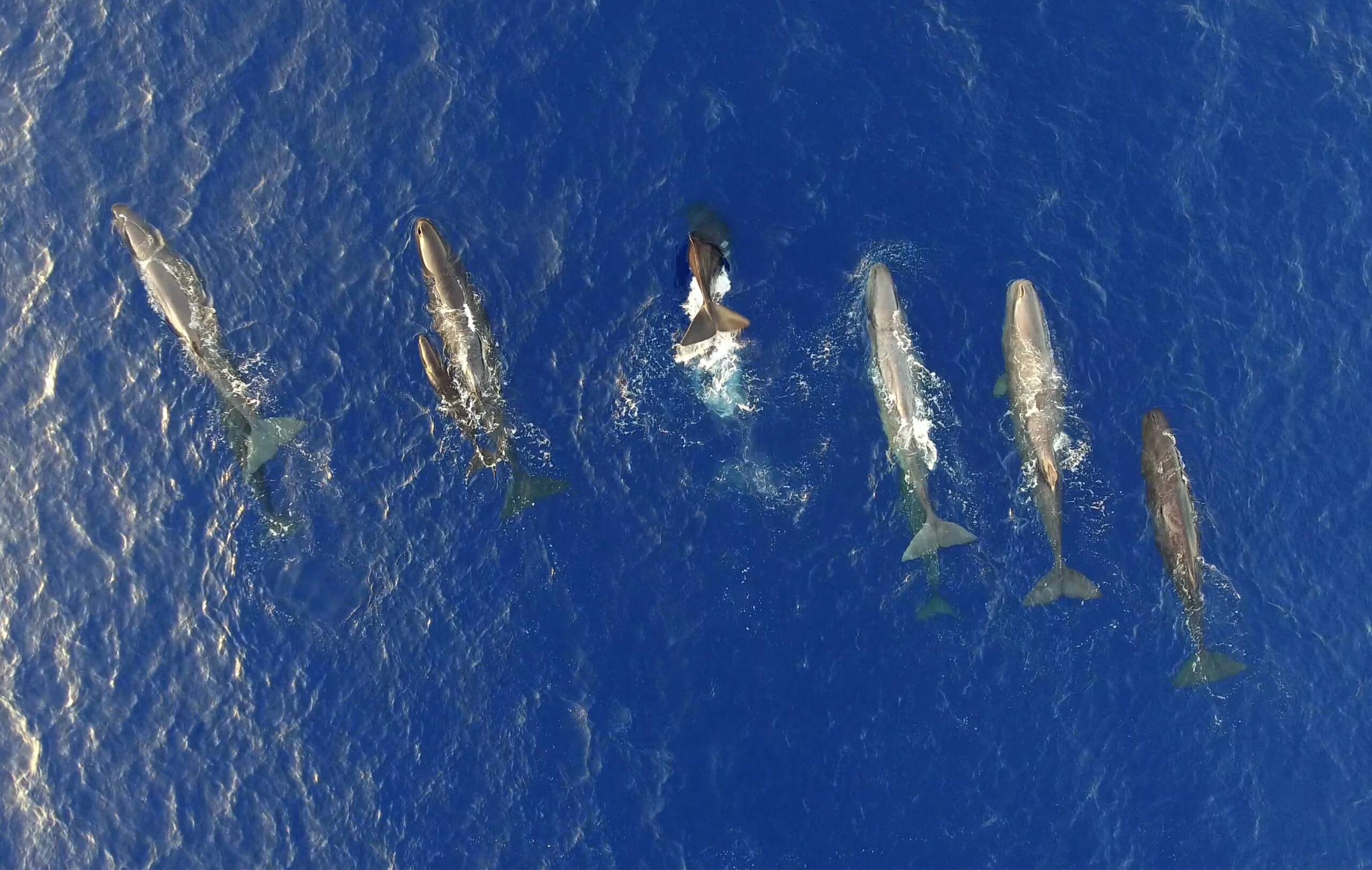 MARINE MEGAFAUNA & HUMAN COEXISTENCE/ Reducing ship strikes to safeguard sperm whales in the Hellenic Trench