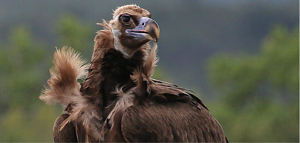 Cinereous Vulture