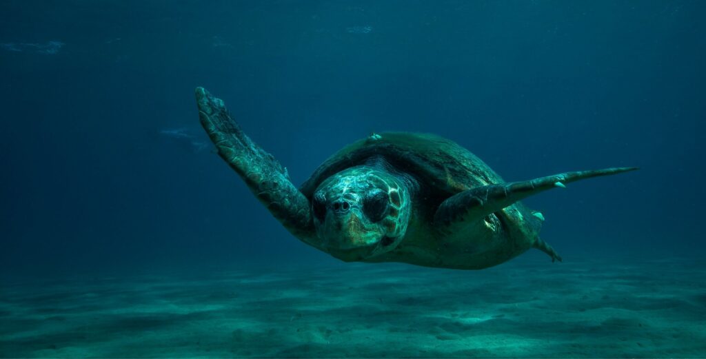 Loggerhead Turtle