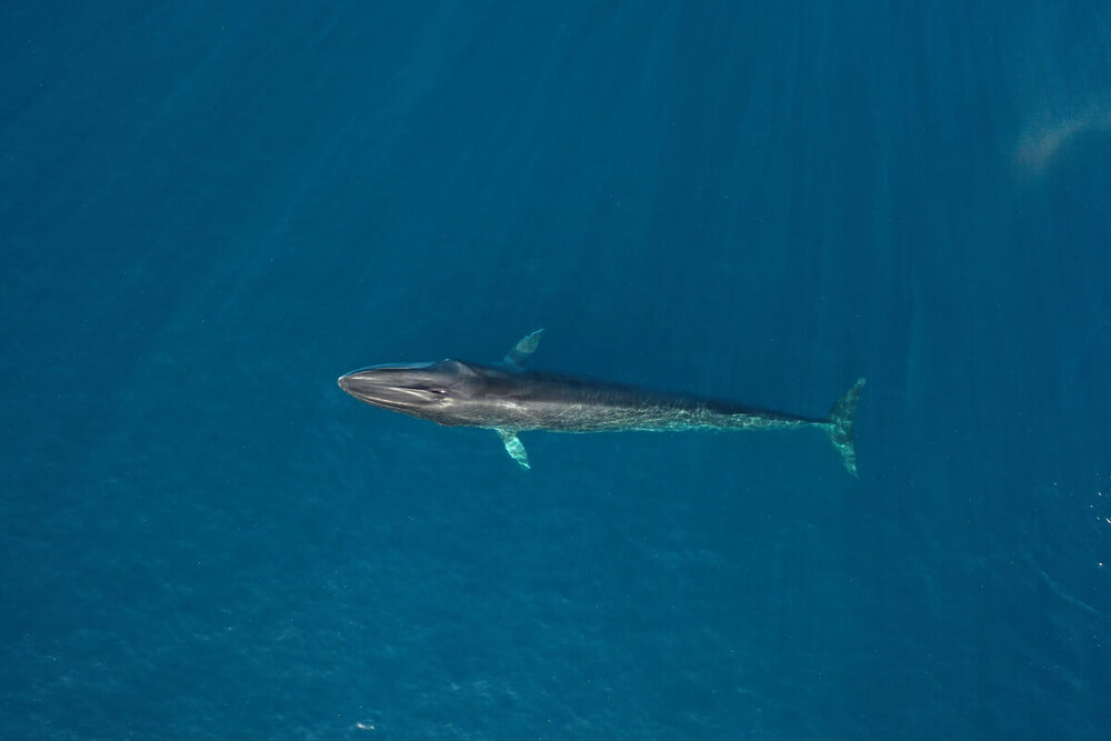 Fin whale