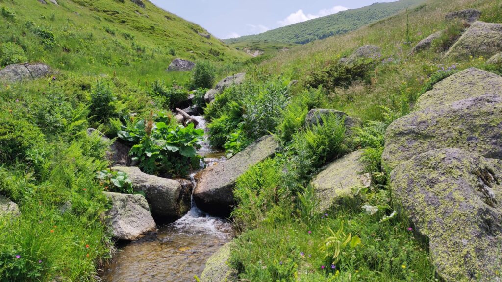 Endemic fish species of Prespa