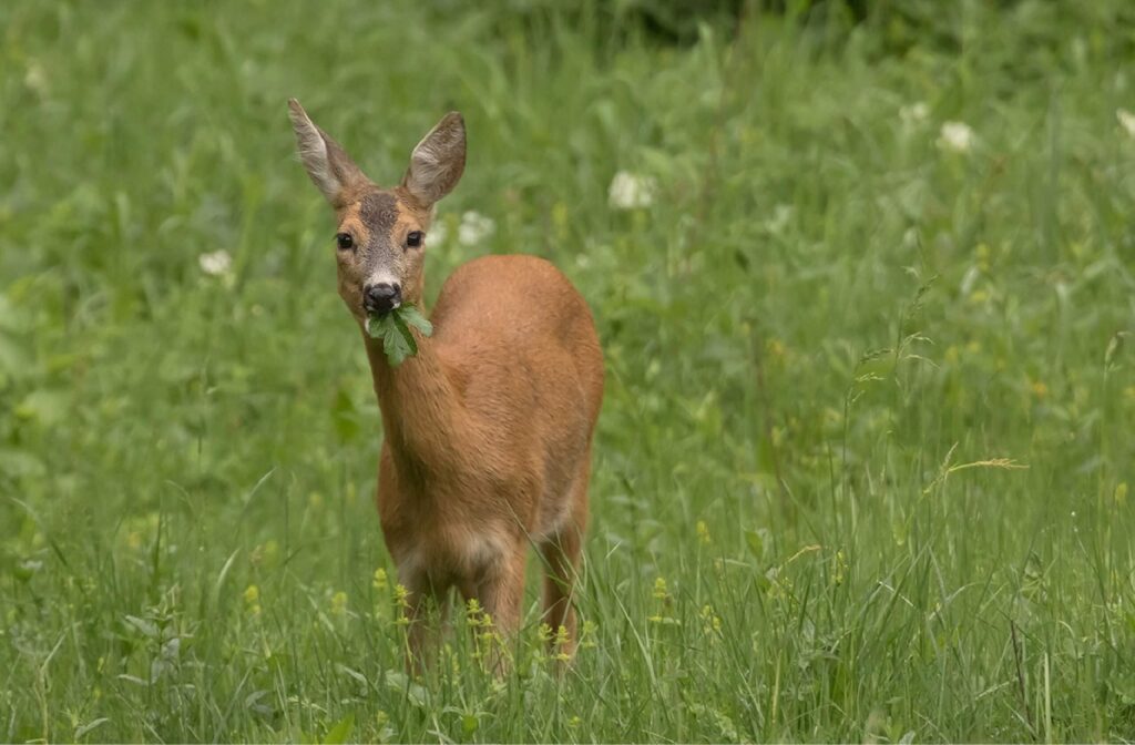 Red Deer