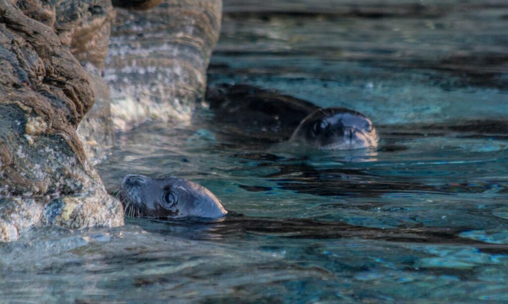 Mediterranean monk seal