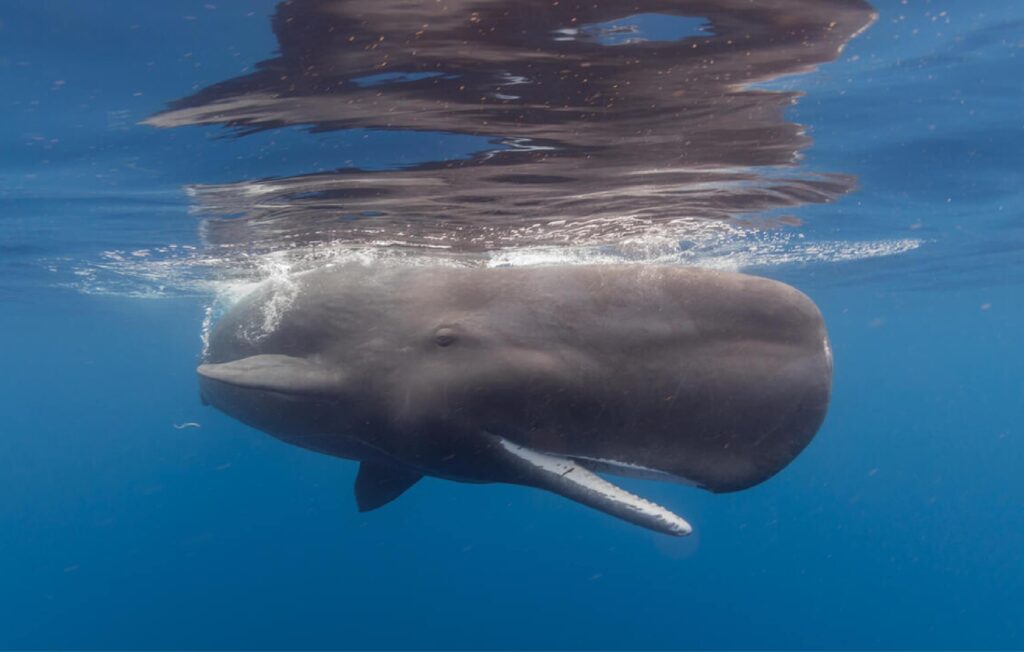 Sperm whale