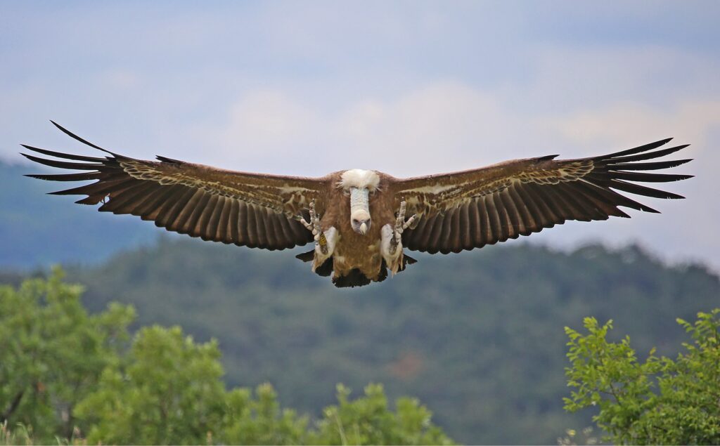 Griffon Vulture