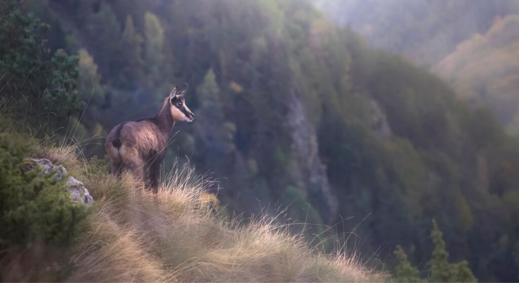 Balkan chamois