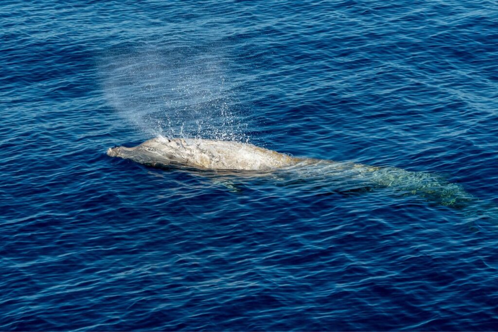 Cuvier’s beaked whale