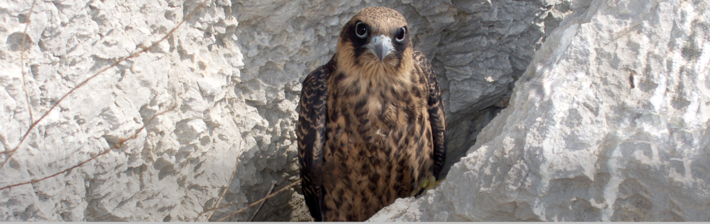 Eleonora’s Falcon