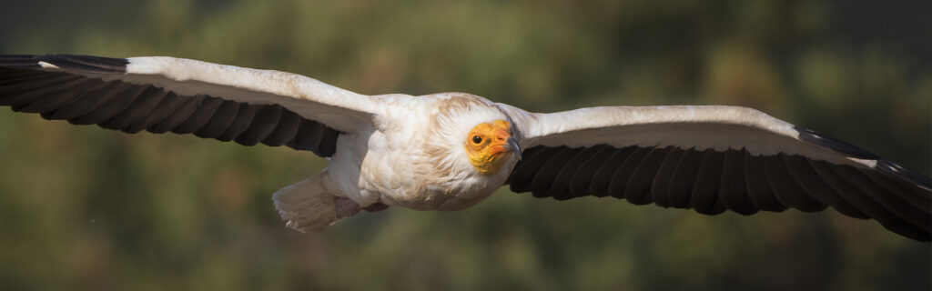 Egyptian vulture