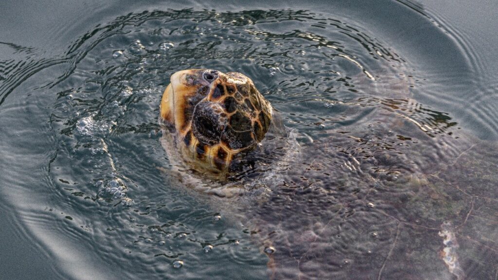 Caretta²Zakynthos: Ανοίγοντας Δρόμους για την Ασφαλή Απελευθέρωση Θαλάσσιων Ειδών και την Προστασία της Αλιείας