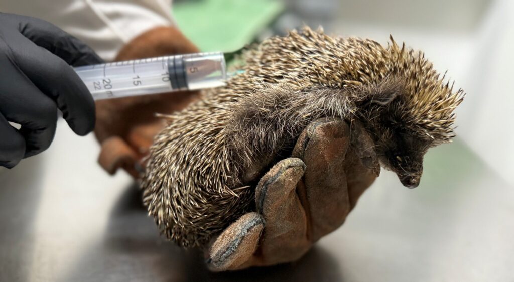 ΑΝΙΜΑ: Επιστημονική ανακοίνωση για θεραπεία πνευμονικών παρασιτώσεων σκαντζόχοιρων