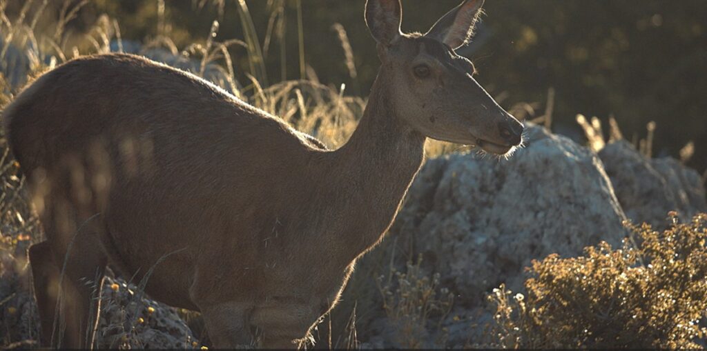 Γνώρισε το έργο του WWF Ελλάς για το κόκκινο ελάφι!