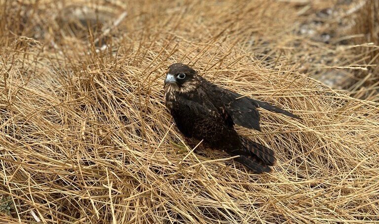 Γνώρισε το έργο της Ελληνικής ΟΡΝΙΘΟΛΟΓΙΚΗΣ Εταιρείας για τον Μαυροπετρίτη!