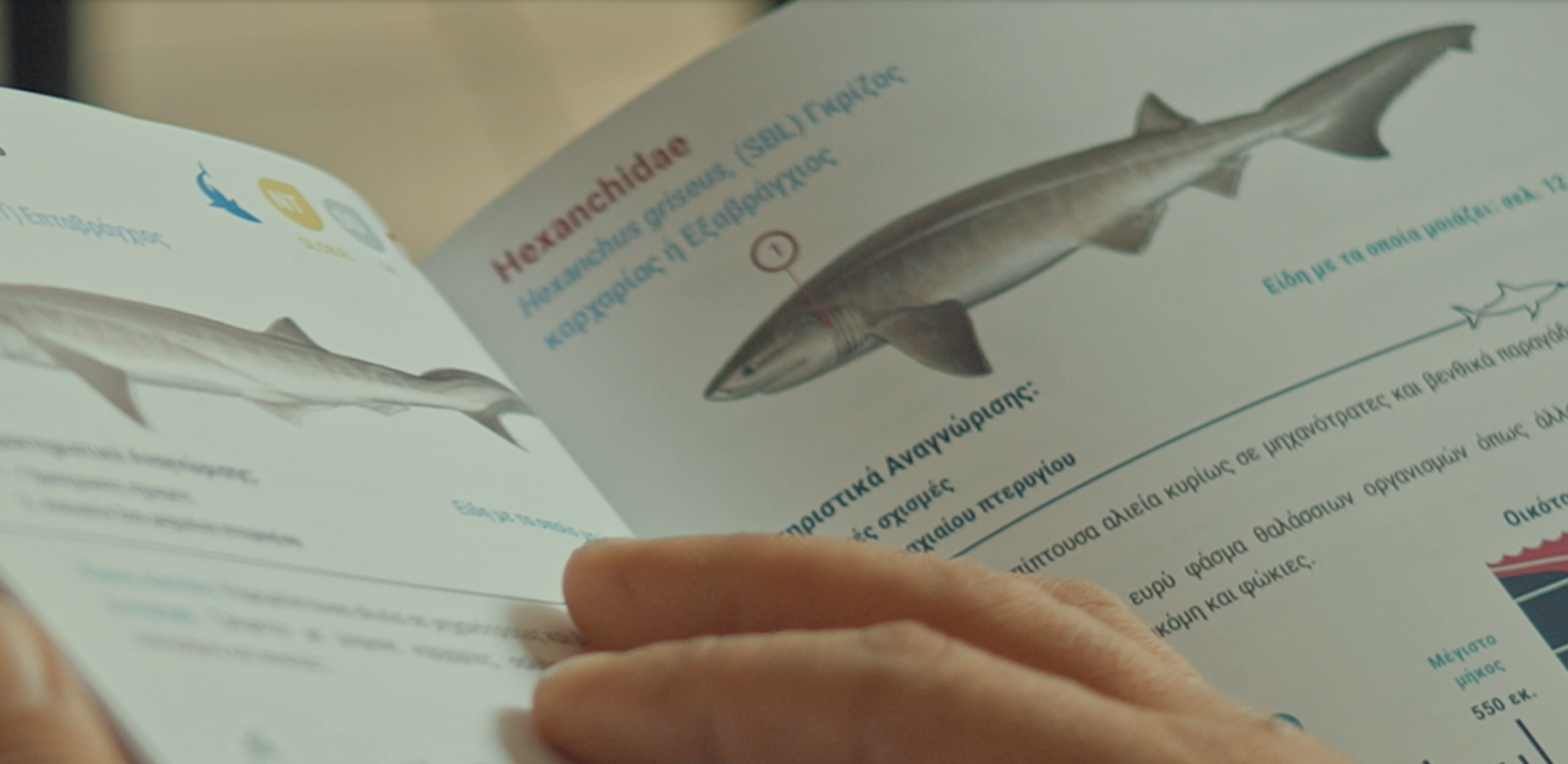 Γνώρισε το έργο της iSea για τα απειλούμενα είδη καρχαριών και σαλαχιών!