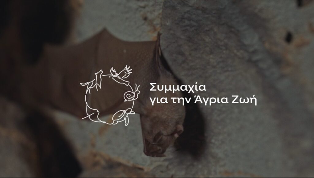 Γνώρισε το έργο του Ινστιτούτου Σπηλαιολογικών Ερευνών Ελλάδας για τα σπήλαια και τις νυχτερίδες που ζουν σε αυτά!