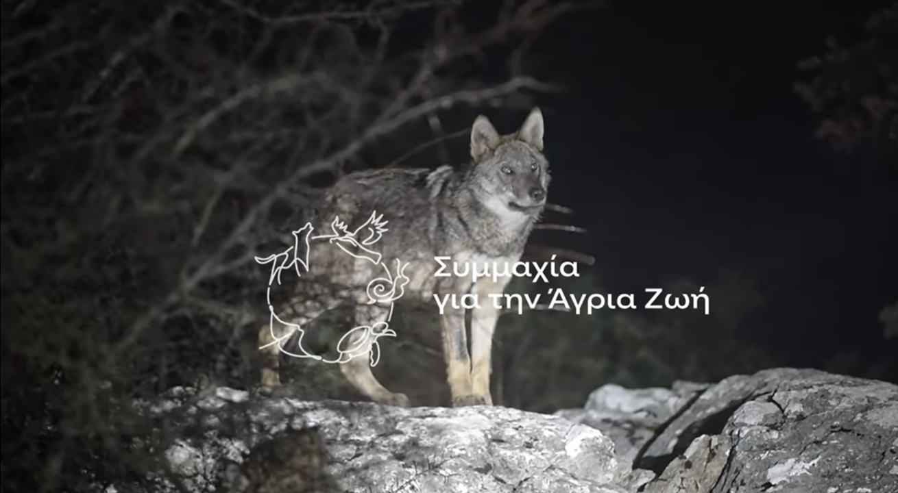 Γνώρισε το έργο της Καλλιστώ για τη βελτίωση της συνύπαρξης του ανθρώπου με τον λύκο!