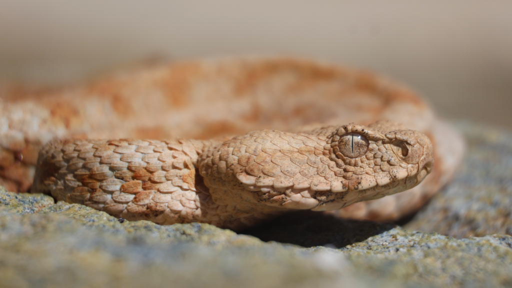 Υποτροφίες WWF Ελλάς 2027 για νέους επιστήμονες- υποβολή αιτήσεων